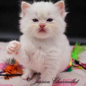chaton Ragdoll point mitted Twillight Carlisle Cullen Trycoline’s