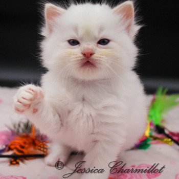 chaton Ragdoll point mitted Twillight Carlisle Cullen Trycoline’s chaton Ragdoll point mitted Twillight Carlisle Cullen Trycoline’s
