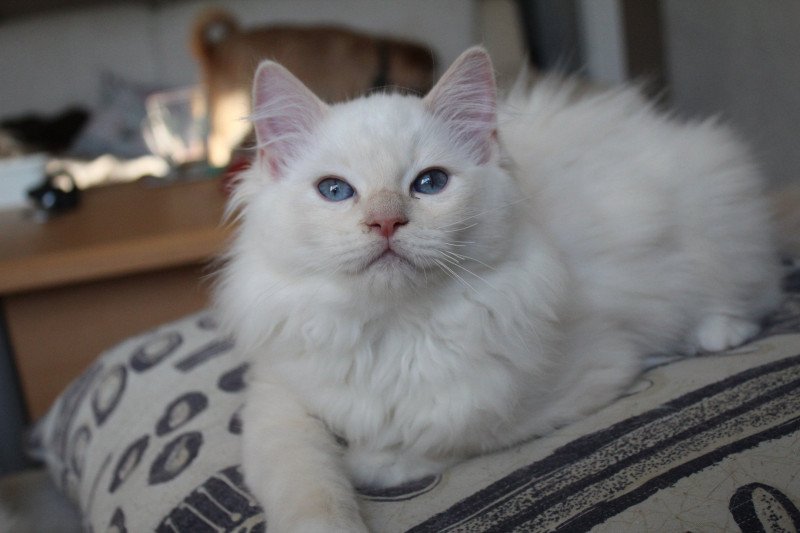 Trycoline’s Twillight Carlisle Cullen Fluffy Mâle Ragdoll