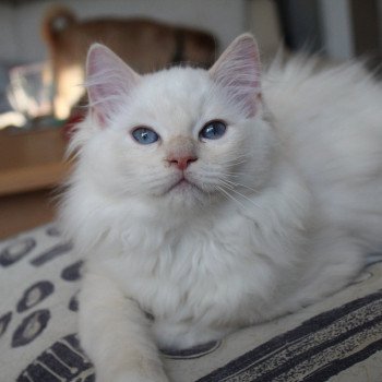 chaton Ragdoll cream point mitted Twillight Carlisle Cullen Fluffy Trycoline’s