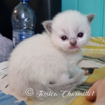 chaton Ragdoll point mitted Twillight Isabella Swan Trycoline’s