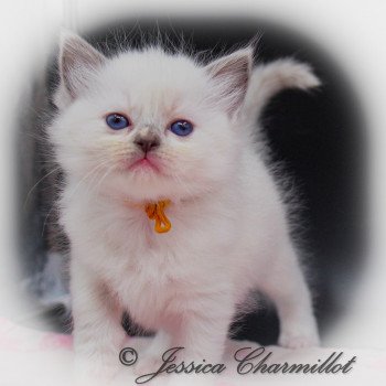 chaton Ragdoll point mitted Twillight Isabella Swan Trycoline’s