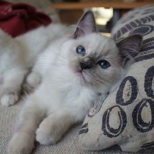 Trycoline’s Twillight Isabella Swan Femelle Ragdoll