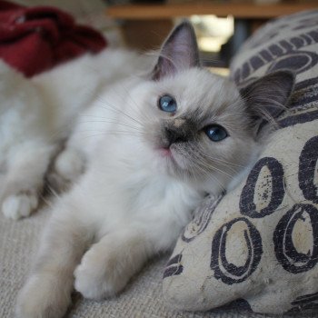 Trycoline’s Twillight Isabella Swan Femelle Ragdoll