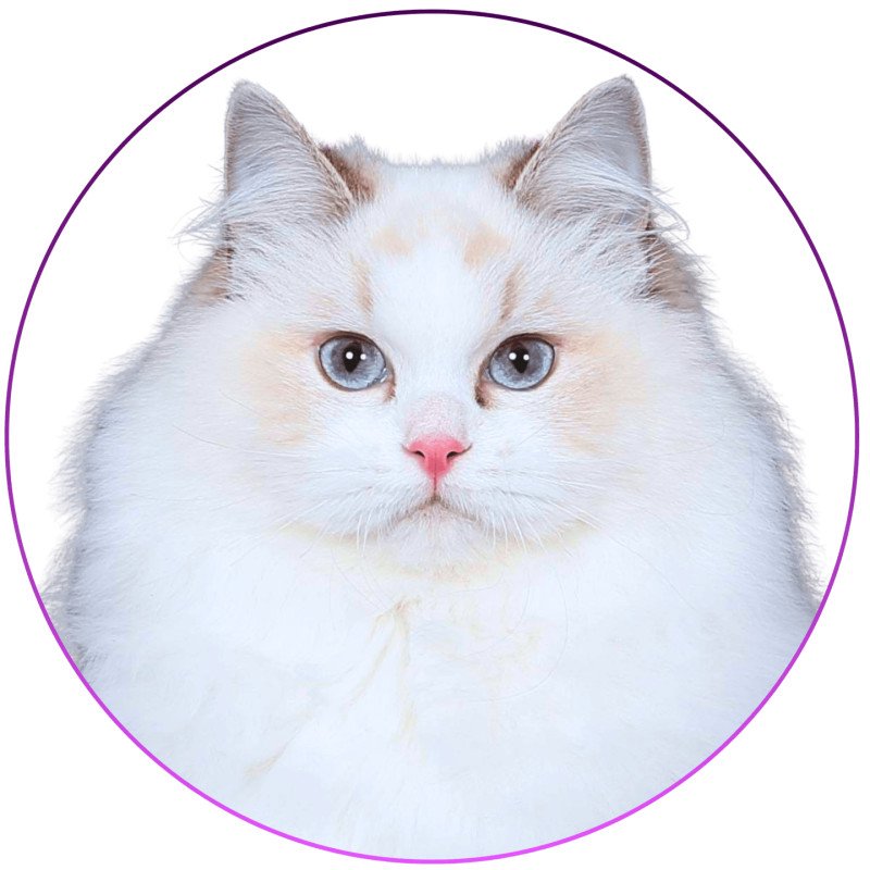 Uméya des Loopicats Femelle Ragdoll