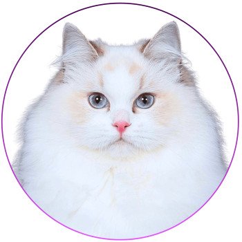 chat Ragdoll chocolate tabby point bicolor Uméya Trycoline’s