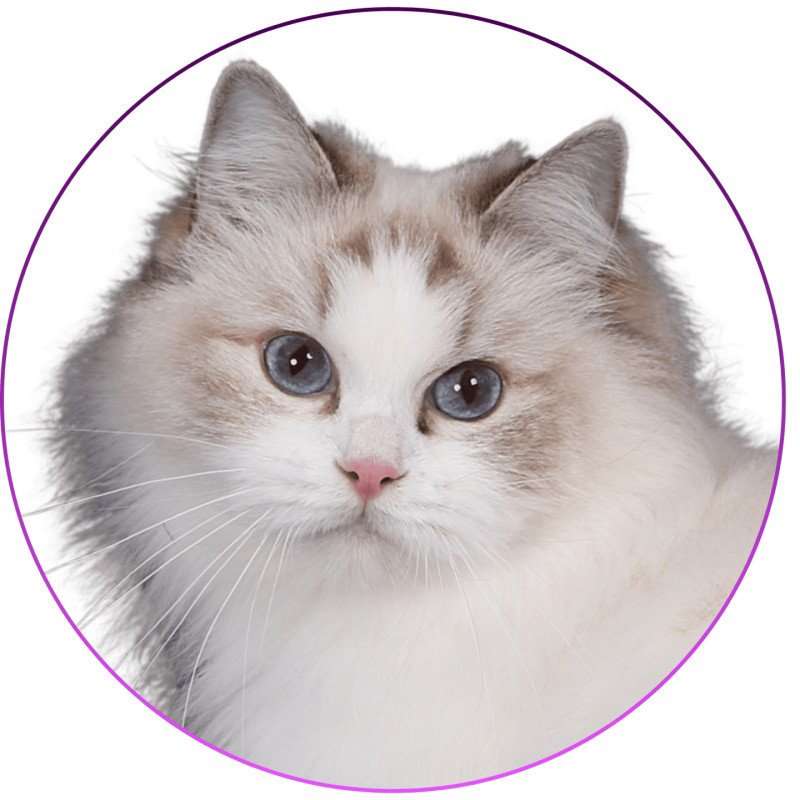 Uméya des Loopicats Femelle Ragdoll