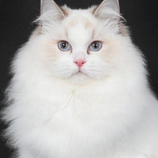 Uméya des Loopicats Femelle Ragdoll