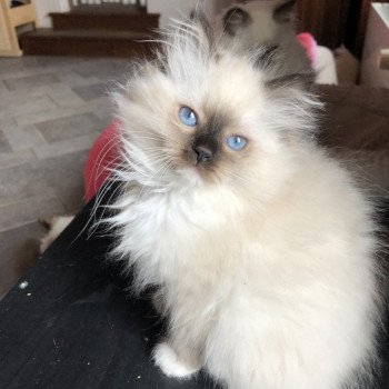 chaton Ragdoll seal point mitted Umyko Luce Trycoline’s