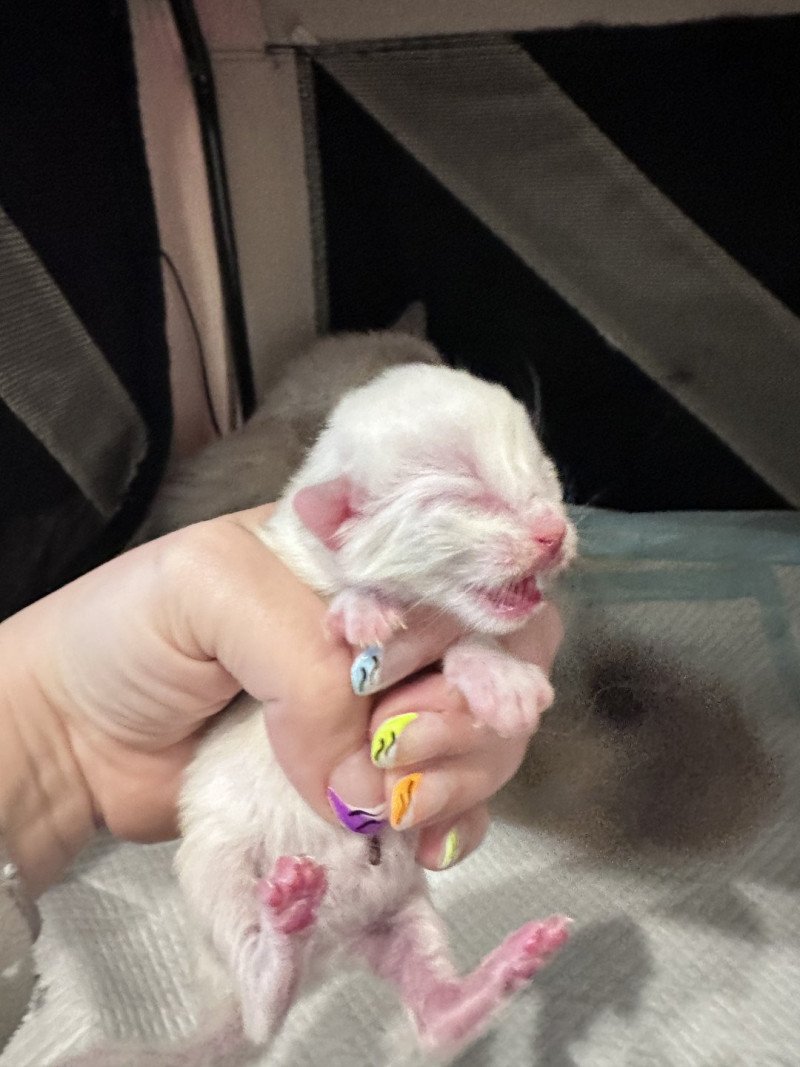 Trycoline’s Unika Kisse of Love Femelle Ragdoll Trycoline’s Unika Kisse of Love Femelle Ragdoll