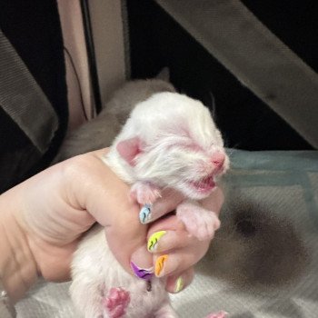 chaton Ragdoll Unika Kisses of Love Trycoline’s chaton Ragdoll Unika Kisses of Love Trycoline’s