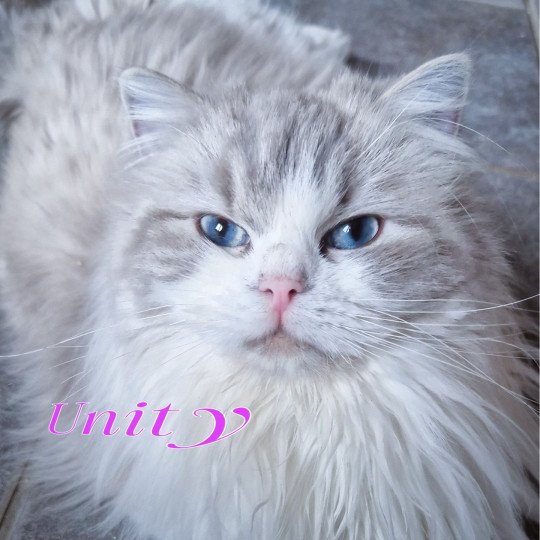 Unity End Of A Story De La Mafia Féline Femelle Ragdoll