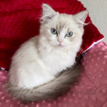 chat Ragdoll blue tabby point bicolor UNITY END OF A STORY Trycoline’s