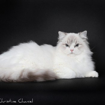 chat Ragdoll blue tabby point bicolor Unity End Of A Story Trycoline’s
