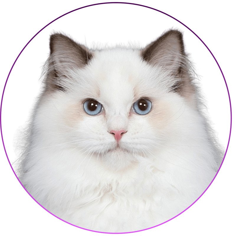 Trycoline’s Unreal Adam Mâle Ragdoll