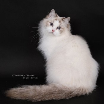 chat Ragdoll chocolate point bicolor Unreal Adam Trycoline’s