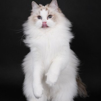 chat Ragdoll chocolate point bicolor Unreal Adam Trycoline’s
