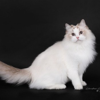 chat Ragdoll chocolate point bicolor Unreal Adam Trycoline’s
