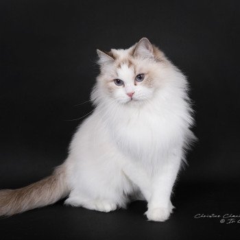 chat Ragdoll chocolate point bicolor Unreal Adam Trycoline’s