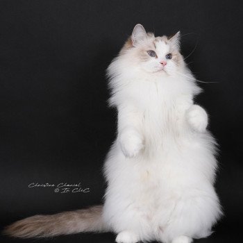 chat Ragdoll chocolate point bicolor Unreal Adam Trycoline’s