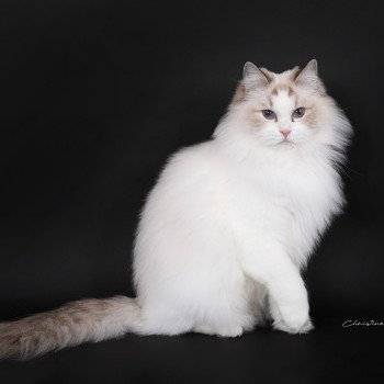 chat Ragdoll chocolate point bicolor Unreal Adam Trycoline’s