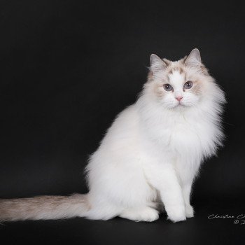 chat Ragdoll chocolate point bicolor Unreal Adam Trycoline’s