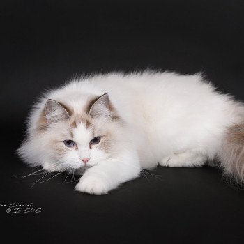 chat Ragdoll chocolate point bicolor Unreal Adam Trycoline’s