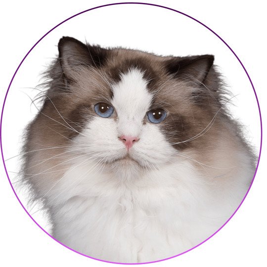 Trycoline’s Unreal Adam Mâle Ragdoll