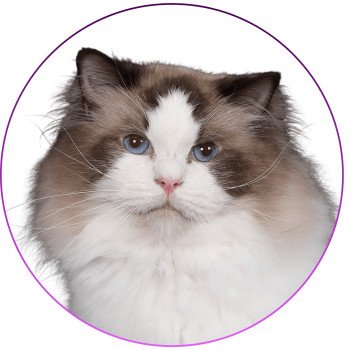 Trycoline’s Unreal Adam Mâle Ragdoll