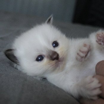 chaton Ragdoll chocolate point bicolor Unreal Crystal (Turquoise) Trycoline’s