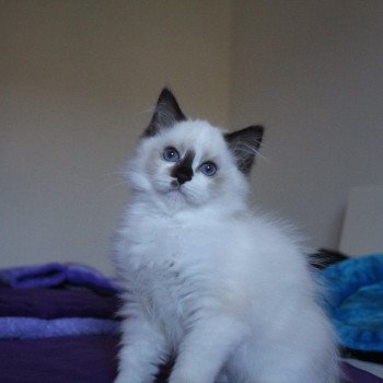 chaton Ragdoll chocolate point bicolor Unreal Crystal Trycoline’s