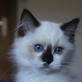chaton Ragdoll chocolate point bicolor Unreal Crystal Trycoline’s