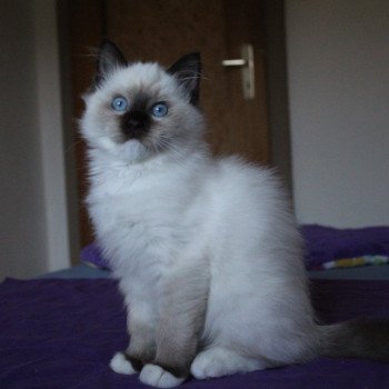 chaton Ragdoll chocolate mitted Unreal Darius Merlin Trycoline’s