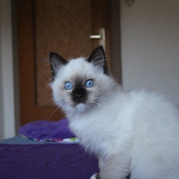 chaton Ragdoll chocolate mitted Unreal Darius Merlin Trycoline’s