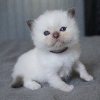 chaton Ragdoll chocolate point mitted Unreal Hayley (violet) Trycoline’s