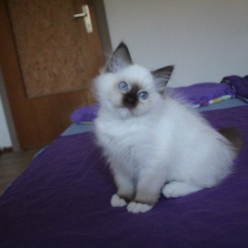 chaton Ragdoll chocolate point mitted Unreal Hayley Shampoo Trycoline’s