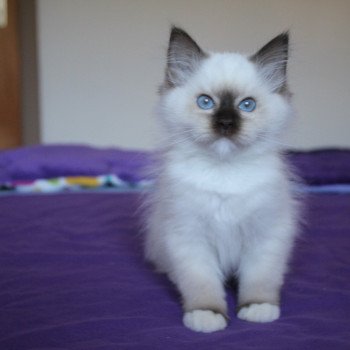chaton Ragdoll chocolate point mitted Unreal Hayley Shampoo Trycoline’s
