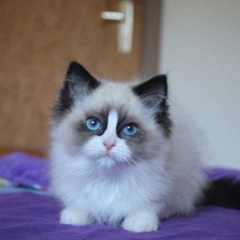 chaton Ragdoll seal point bicolor Unreal Faith Trycoline’s