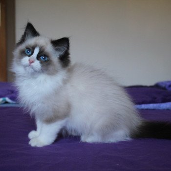 chaton Ragdoll seal point bicolor Unreal Faith Trycoline’s