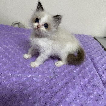 chaton Ragdoll seal point bicolor Usagi ( collier violet) Trycoline’s