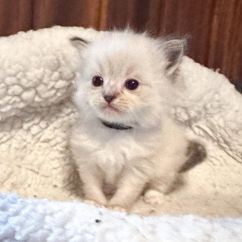 chaton Ragdoll Uscher ( collier noir) Trycoline’s chaton Ragdoll Uscher ( collier noir) Trycoline’s