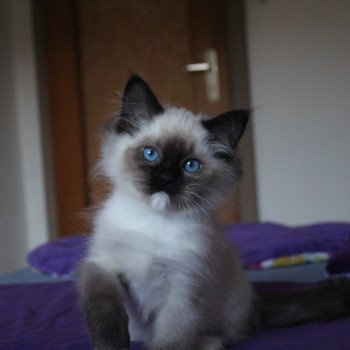 chaton Ragdoll seal point mitted Ushuu Nusakan (Brun) Trycoline’s