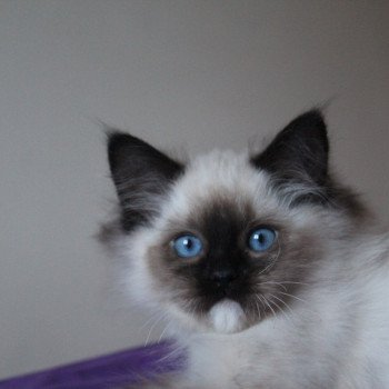 chaton Ragdoll seal point mitted Ushuu Nusakan (Brun) Trycoline’s