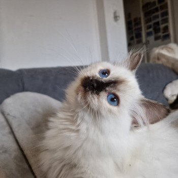 chat Ragdoll chocolate tortie point Vaiana Trycoline’s