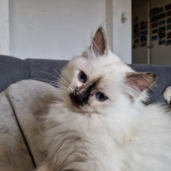 chat Ragdoll chocolate tortie point Vaiana Trycoline’s
