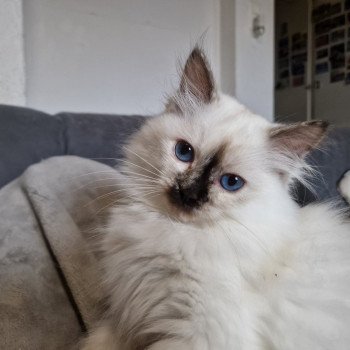 chat Ragdoll chocolate tortie point Vaiana Trycoline’s