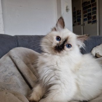 chat Ragdoll chocolate tortie point Vaiana Trycoline’s