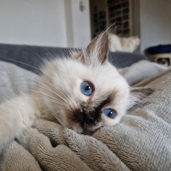 chat Ragdoll chocolate tortie point Vaiana Trycoline’s