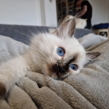 chat Ragdoll chocolate tortie point Vaiana Trycoline’s