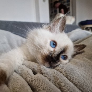 chat Ragdoll chocolate tortie point Vaiana Trycoline’s